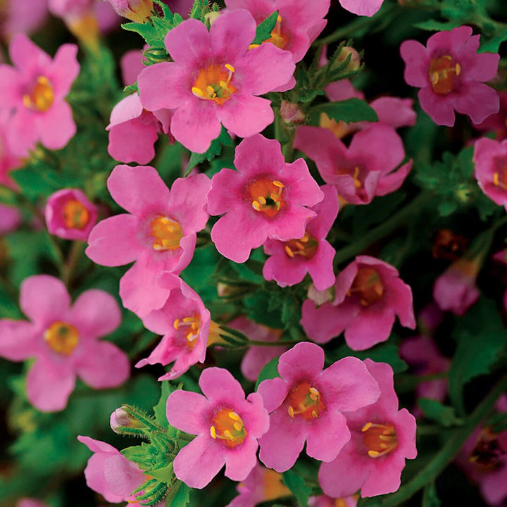 Pink Bacopa Flower Seeds for Planting – Heirloom Non-GMO High Germination Organic Seeds