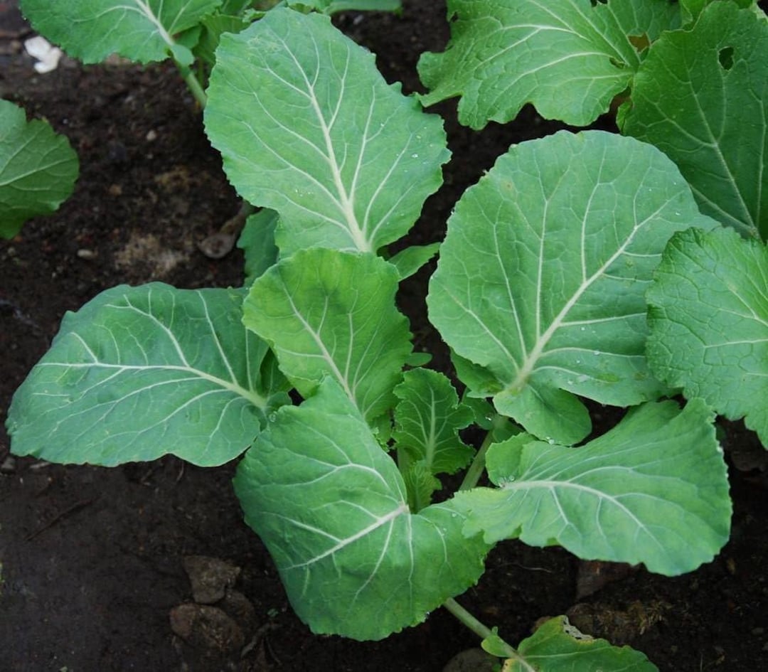 Couve Kale herb seeds