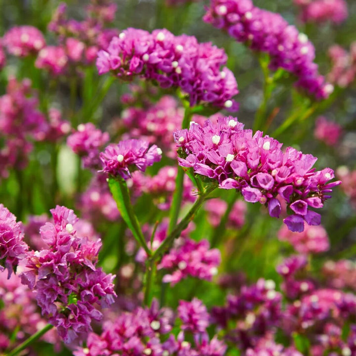 Giant Statice Flower Seeds Pink – Heirloom, Non-GMO, High Germination Seeds
