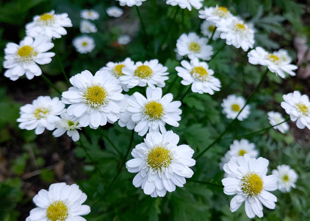 White Tanacetum Parthenium Flower Seeds Heirloom Non-GMO High Germination Organic Garden Seeds for Planting
