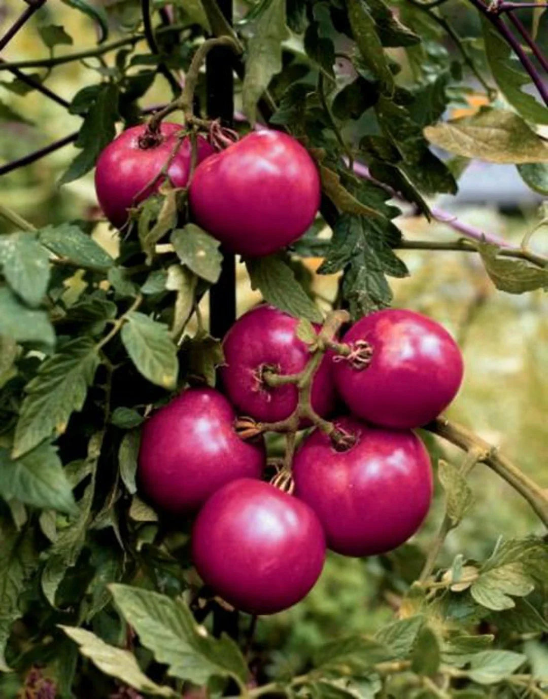 purple eva flower seeds
