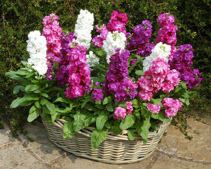 Matthiola Incana Flower Seeds Mixed – Heirloom, Non-GMO, High Germination Seeds