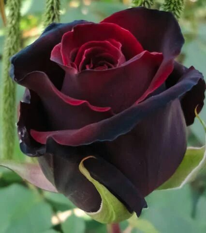 Black Red Rose Flower Seeds for Planting – Heirloom Non-GMO High Germination Seeds