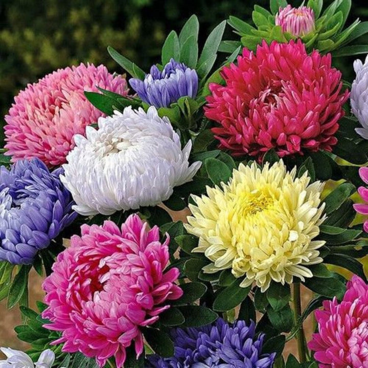 Mixed Peony Flower Seeds – Heirloom, Non-GMO, High Germination Seeds
