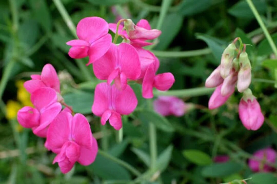 Lathyrus Flower Seeds Pink – Heirloom, Non-GMO, High Germination Seeds