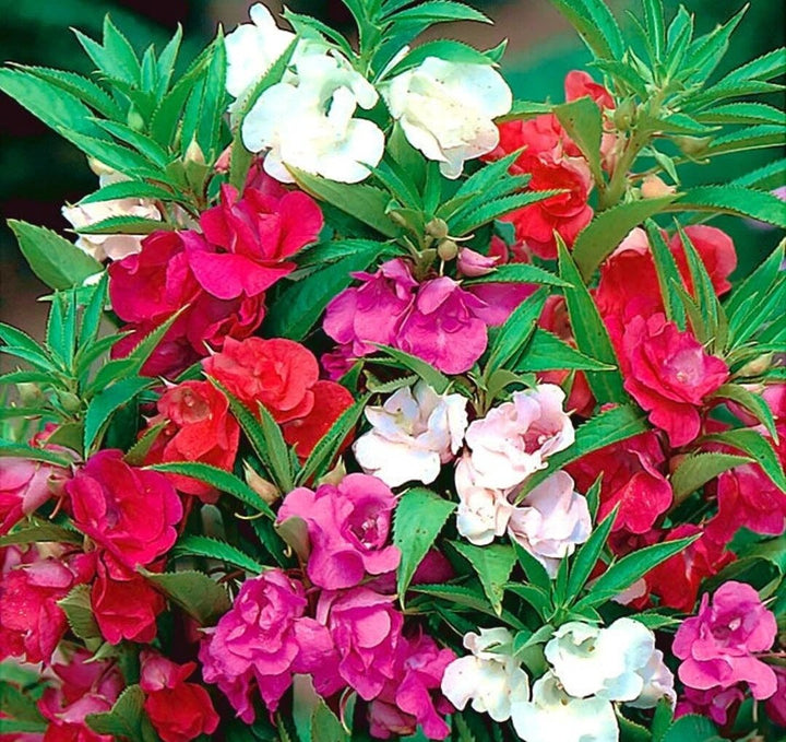 Balsam Flower Seeds Mixed for Planting – Heirloom Non-GMO High Germination Organic Seeds