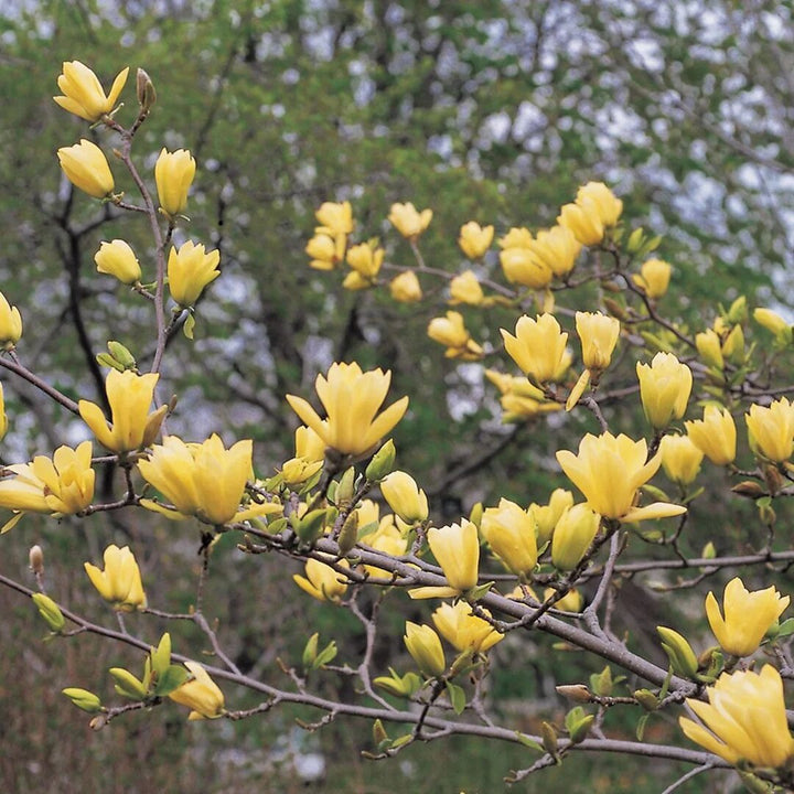 Yellow Magnolia Flower Seeds – Heirloom, Non-GMO, High Germination Organic Seeds