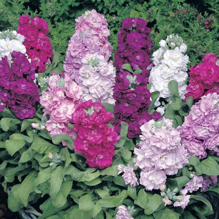 Mixed Matthiola Flower Seeds – Heirloom, Non-GMO, High Germination Seeds