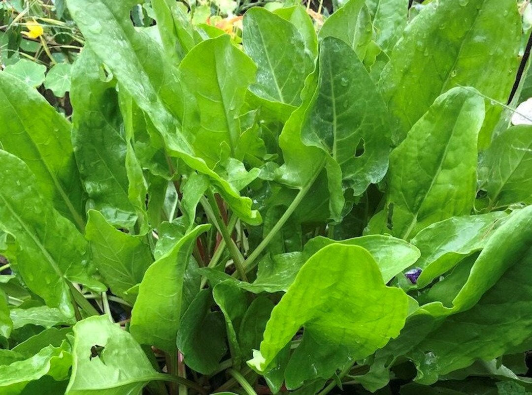 Large Leaf herb seeds