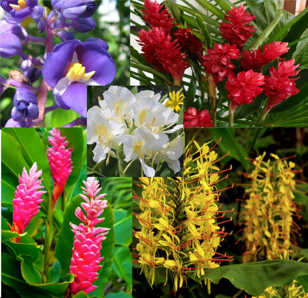 Mixed Color Hawaiian Ginger Roots for Planting Seeds for Planting