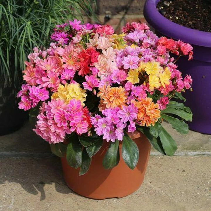 Lewisia Mischung Blumensamen – Alte Sorte, gentechnikfrei, hohe Keimfähigkeit Gartensamen