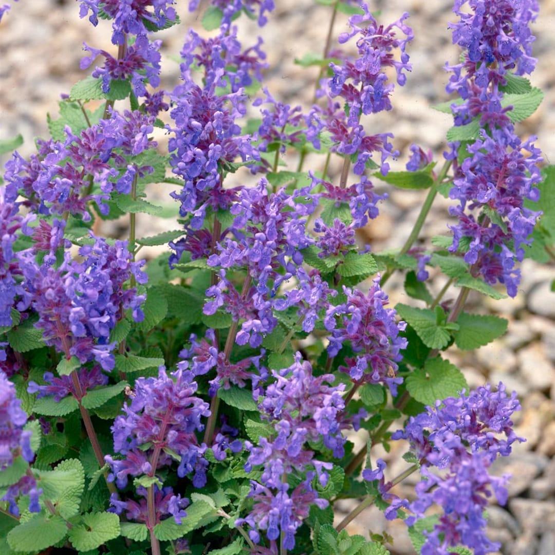 Lemon Catnip herb seeds