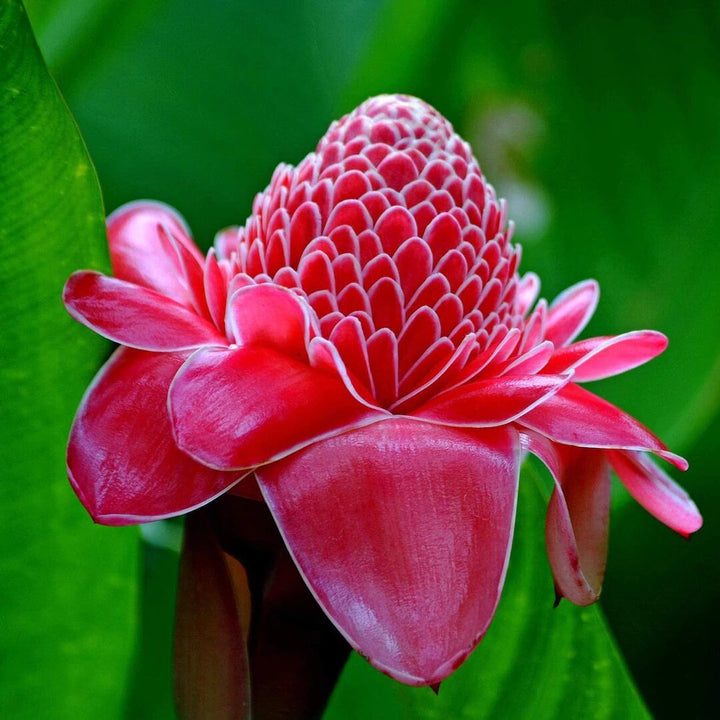Red Etlingera Flower Seeds for Planting – Heirloom, Non-GMO, High Germination Organic Garden Seeds