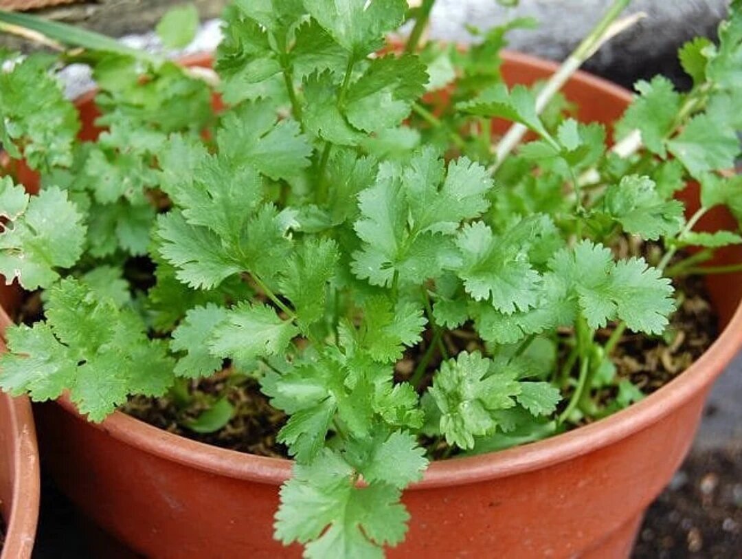 Organic Leisure Splits Cilantro Seeds for Planting – Heirloom Non-GMO High Germination Organic Garden Seeds