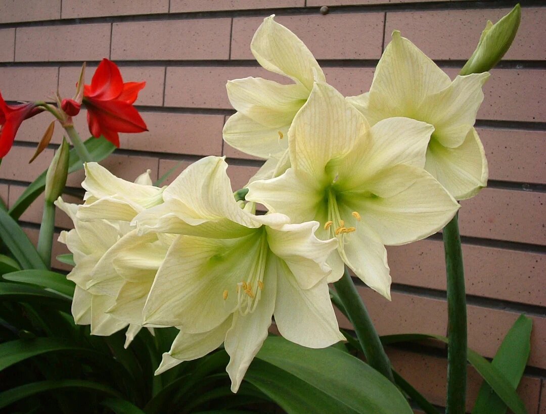 Light Green Amaryllis Flower Seeds – Heirloom, Non-GMO, High Germination Seeds