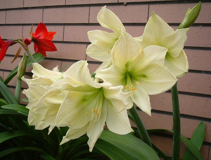 Light Green Amaryllis Flower Seeds – Heirloom, Non-GMO, High Germination Seeds