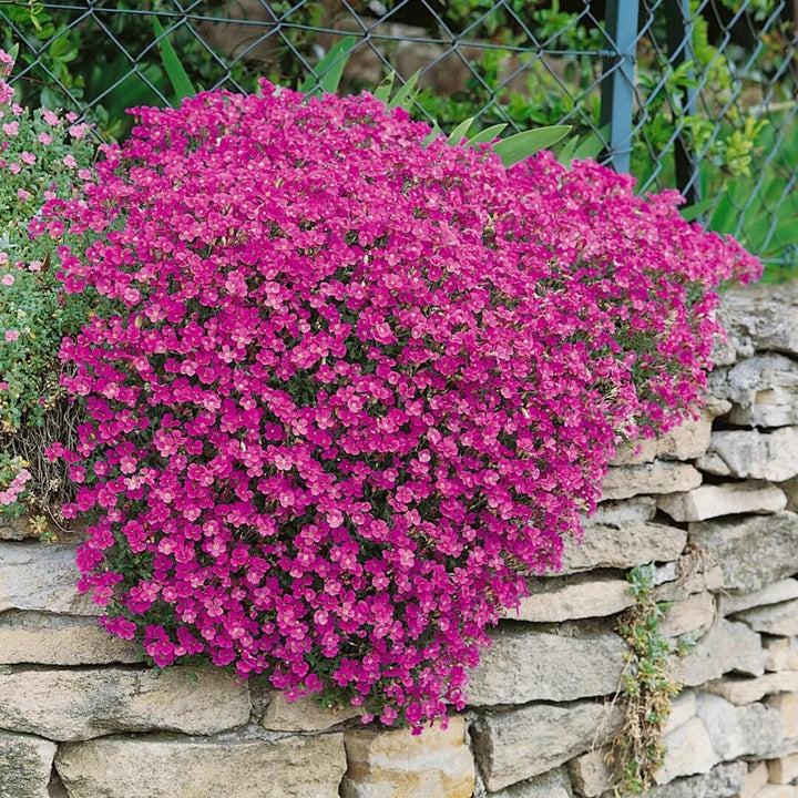 Aubretia Flower Seeds for Planting Pink – Heirloom Non-GMO High Germination Organic Garden Seeds