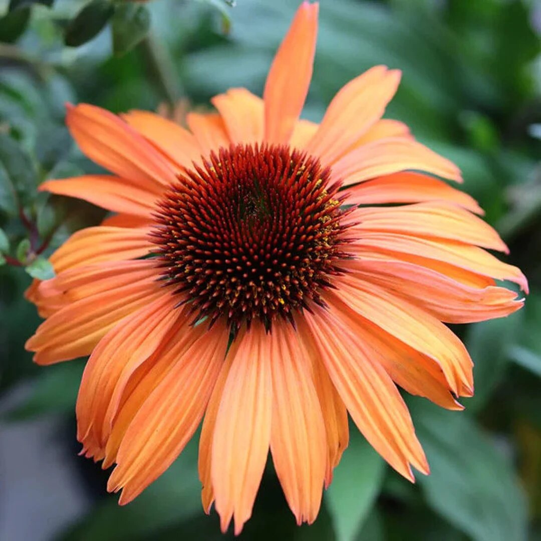 Orange Echinacea Flower Seeds – Heirloom, Non-GMO, High Germination Seeds for Planting, Organic Garden Seeds