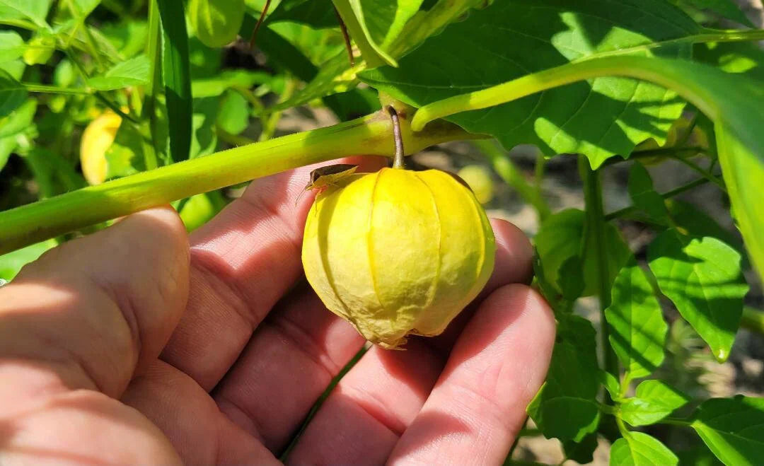 Ananas Tomatillo herb seeds