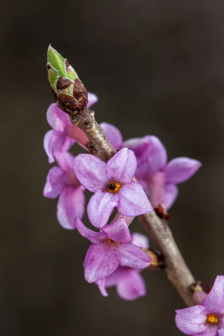 Daphne Flower Seeds Purple – Heirloom, Non-GMO, High Germination Organic Seeds