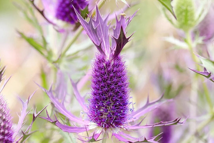 Purple Eryngium Flower Seeds Heirloom Non-GMO High Germination Seeds for Planting