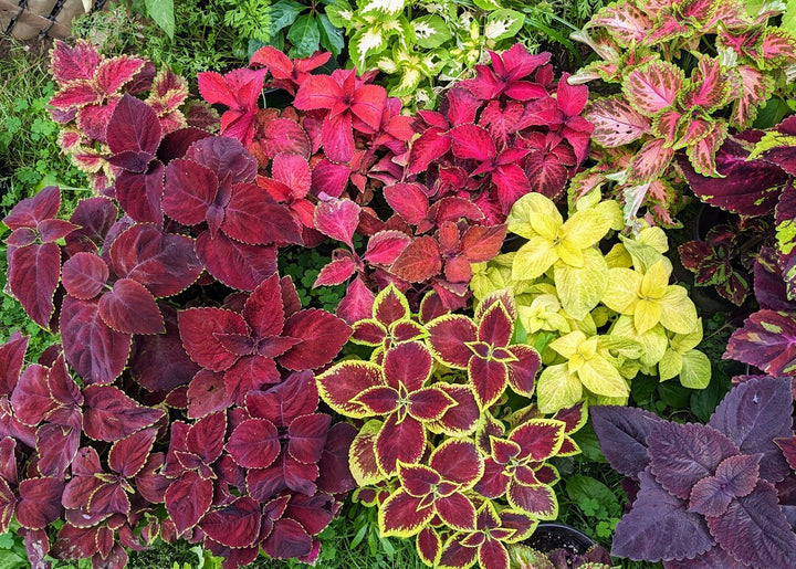 Coleus Jazz Velvet Flower Seeds for Planting – Heirloom Non-GMO High Germination