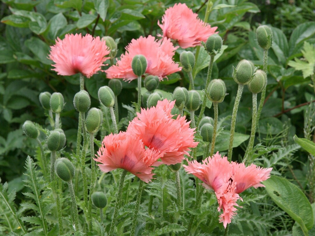 untreated turkish flower seeds
