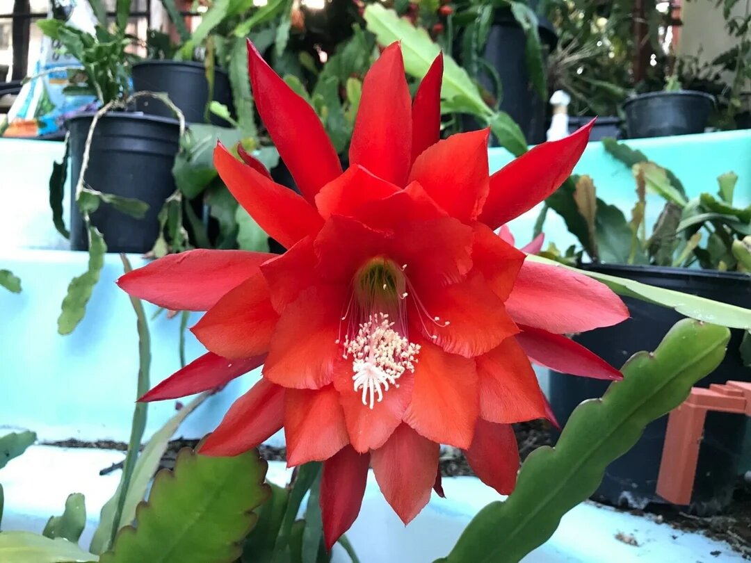 Red Epiphyllum Oxypetalum Flower Seeds – Heirloom Non-GMO High Germination