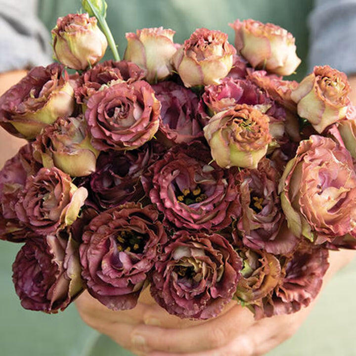 Brown Lisianthus Flower Seeds – Heirloom, Non-GMO, High Germination Seeds