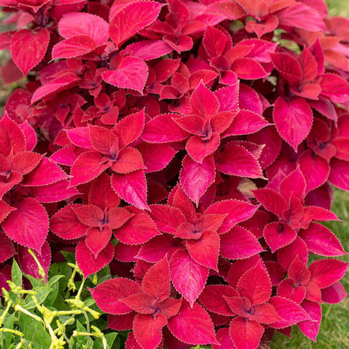 Red Coleus Plant Seeds for Planting – Heirloom Non-GMO High Germination Organic Seeds
