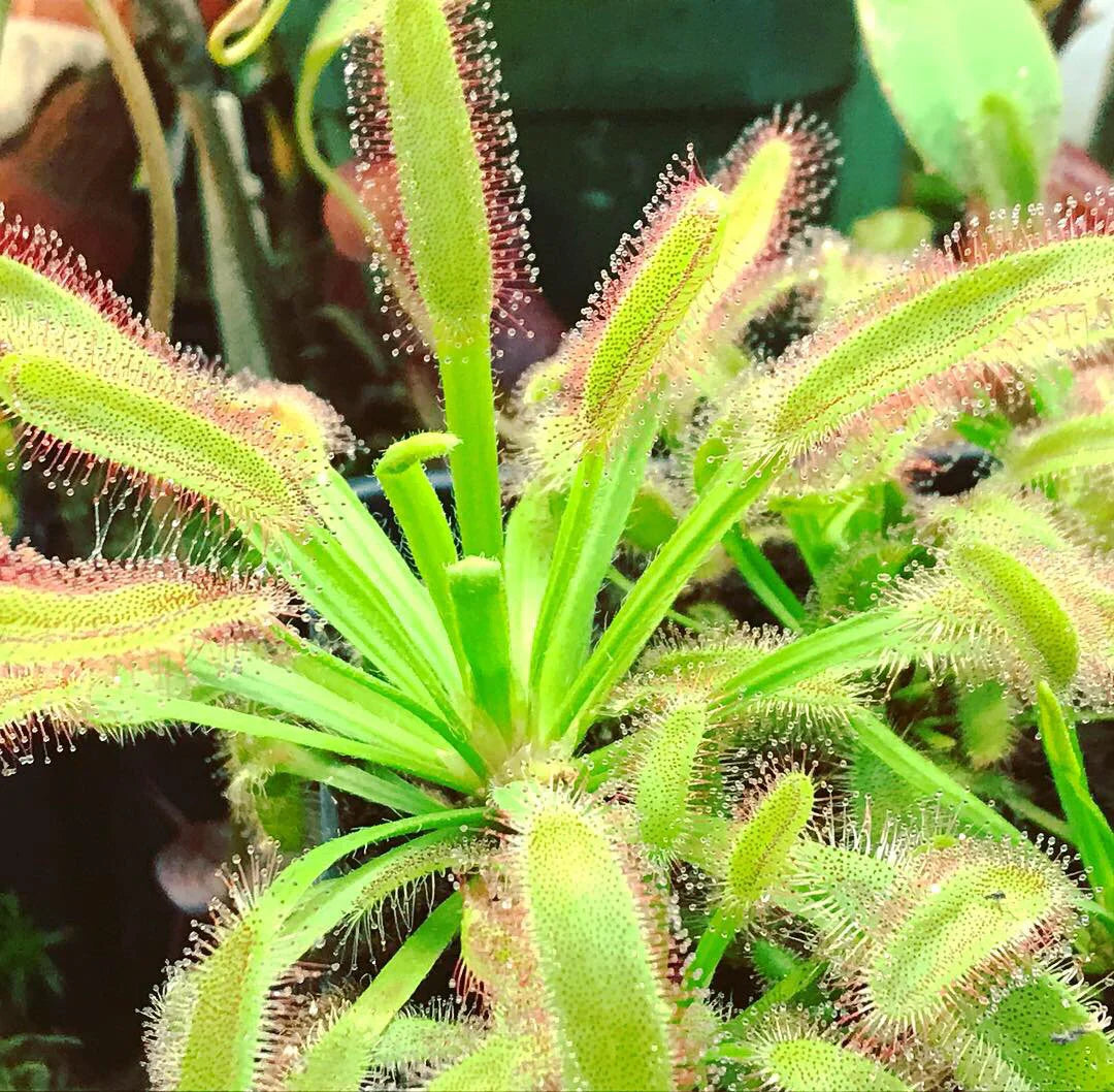 drosera capensis flower seeds