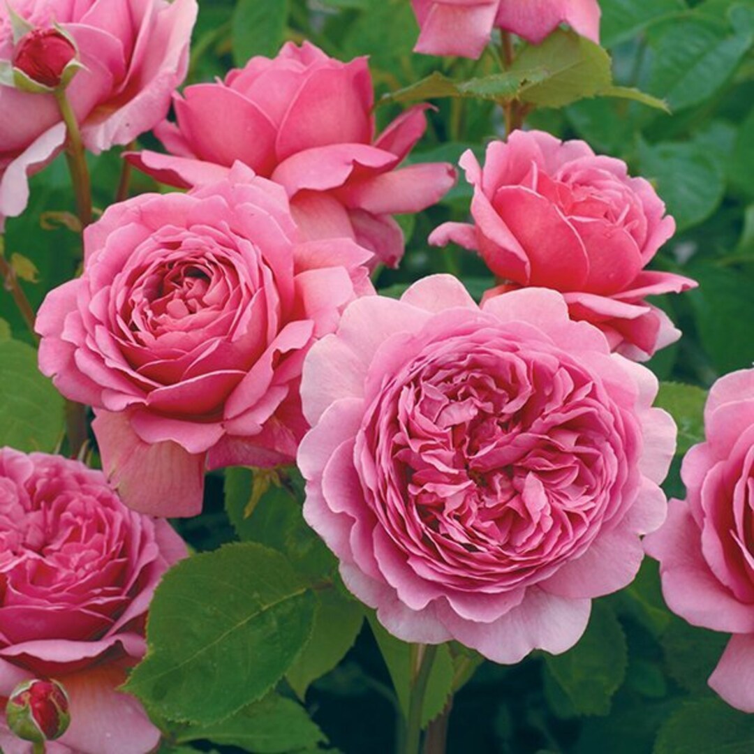 Pink Rose Flower Seeds for Planting – Heirloom Non-GMO High Germination Organic Garden Seeds