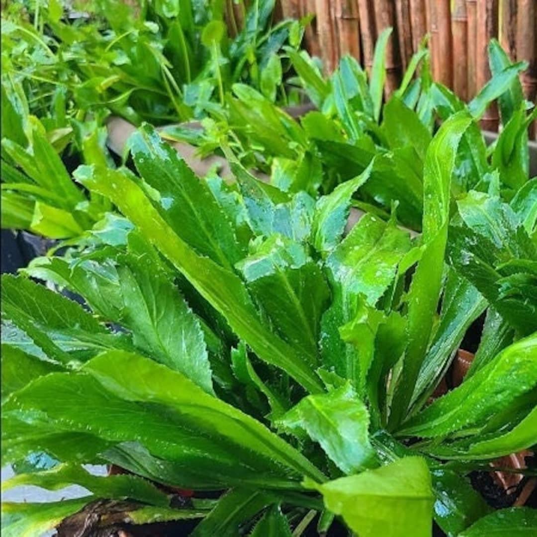 Vietnamese Plant herb seeds