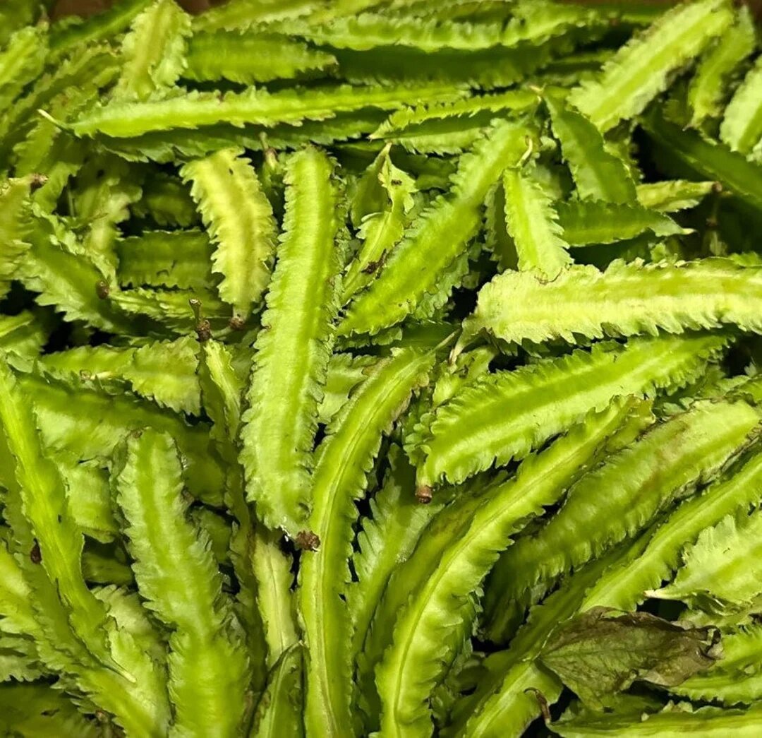 Green Winged Bean Seeds – Heirloom, Non-GMO, High Germination, Organic Garden Seeds
