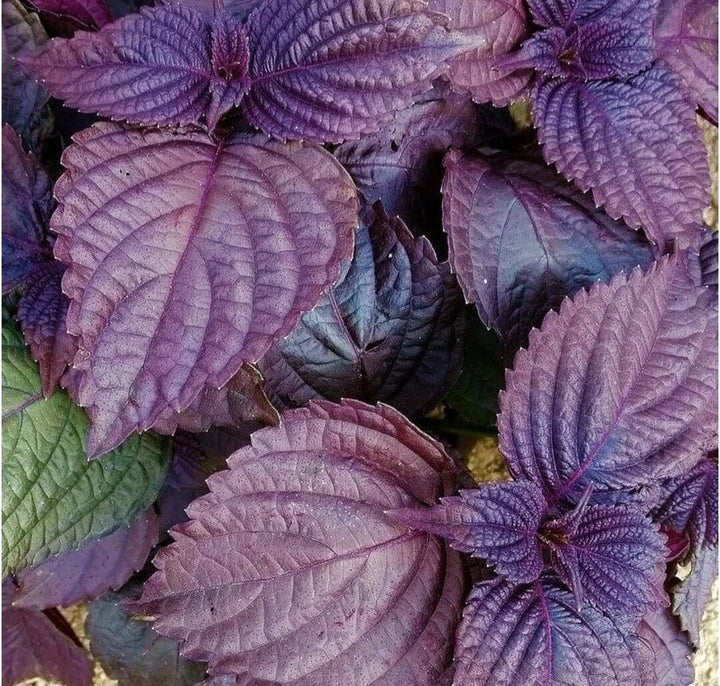 Wild Basil Beefsteak (Perilla) Seeds – Heirloom, Non-GMO, High Germination Seeds