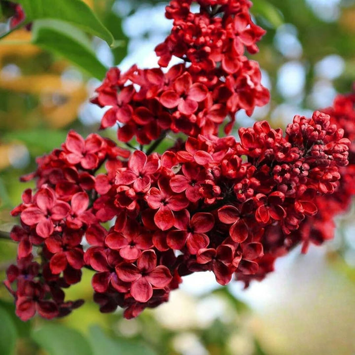 Lilac Flower Seeds Red – Heirloom, Non-GMO, High Germination Seeds