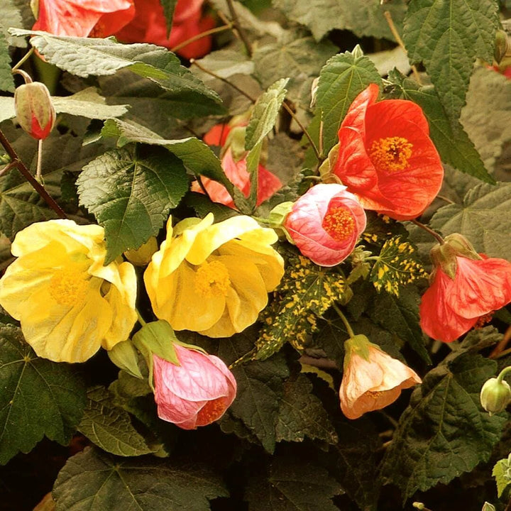 Perennial Abutilon Flower Seeds – Heirloom, Non-GMO, High Germination Seeds