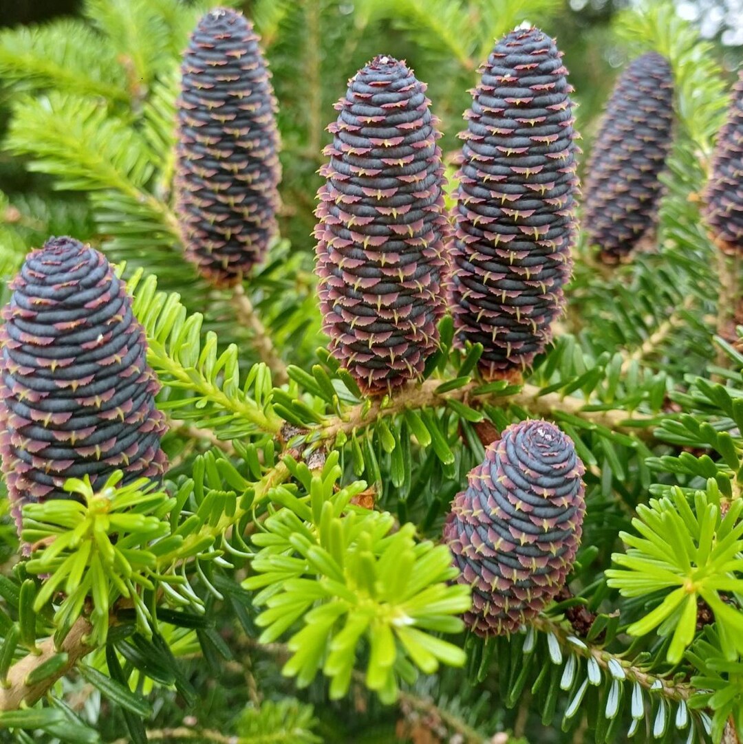 Organic Abies herb seeds