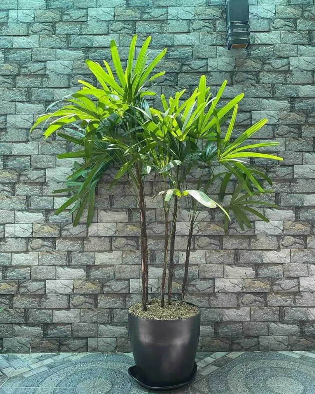 Rhapis Plant herb seeds