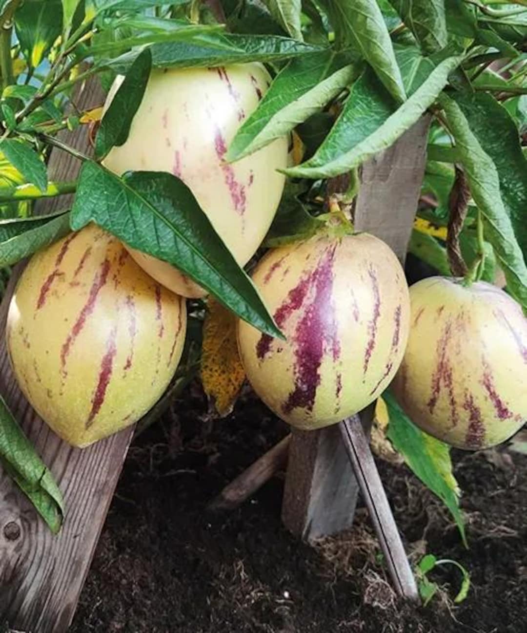 Mixed Solanum Muricatum Seeds – Heirloom, Non-GMO, High Germination Organic Garden Seeds for Planting