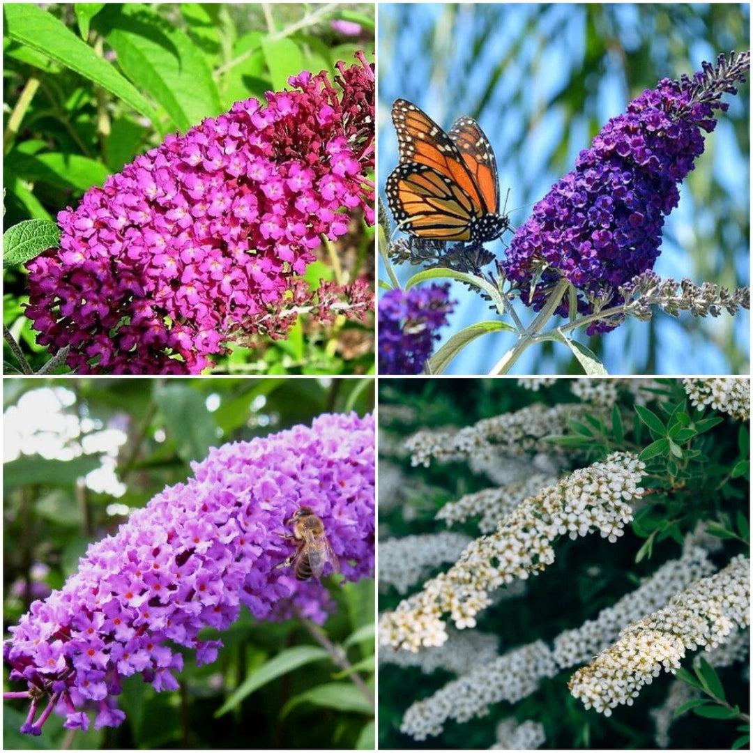 Semillas de flor de Buddleia mixtas – Heirloom, no OGM, semillas de alta germinación