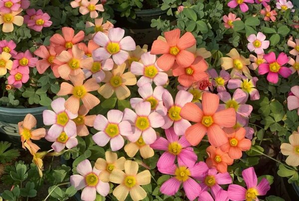 Mixed Oxalis Obtusa Flower Seeds – Heirloom, Non-GMO, High Germination Seeds