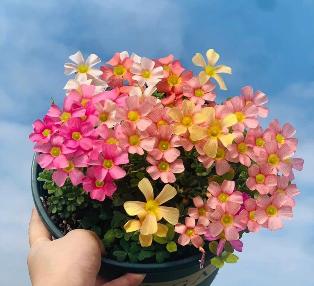 Mixed Oxalis Obtusa Flower Seeds – Heirloom, Non-GMO, High Germination Seeds