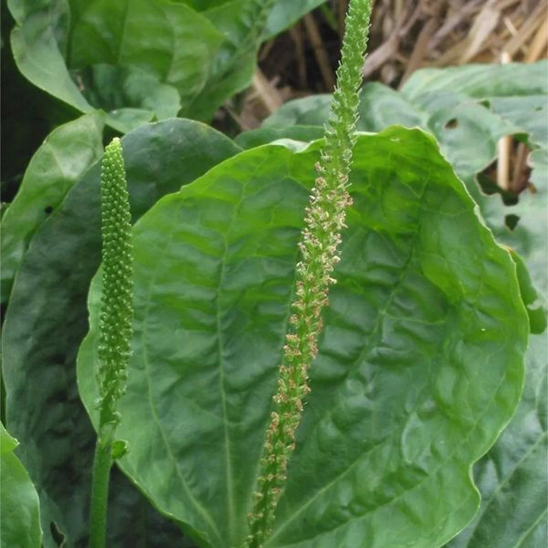 Green Plantago herb seeds
