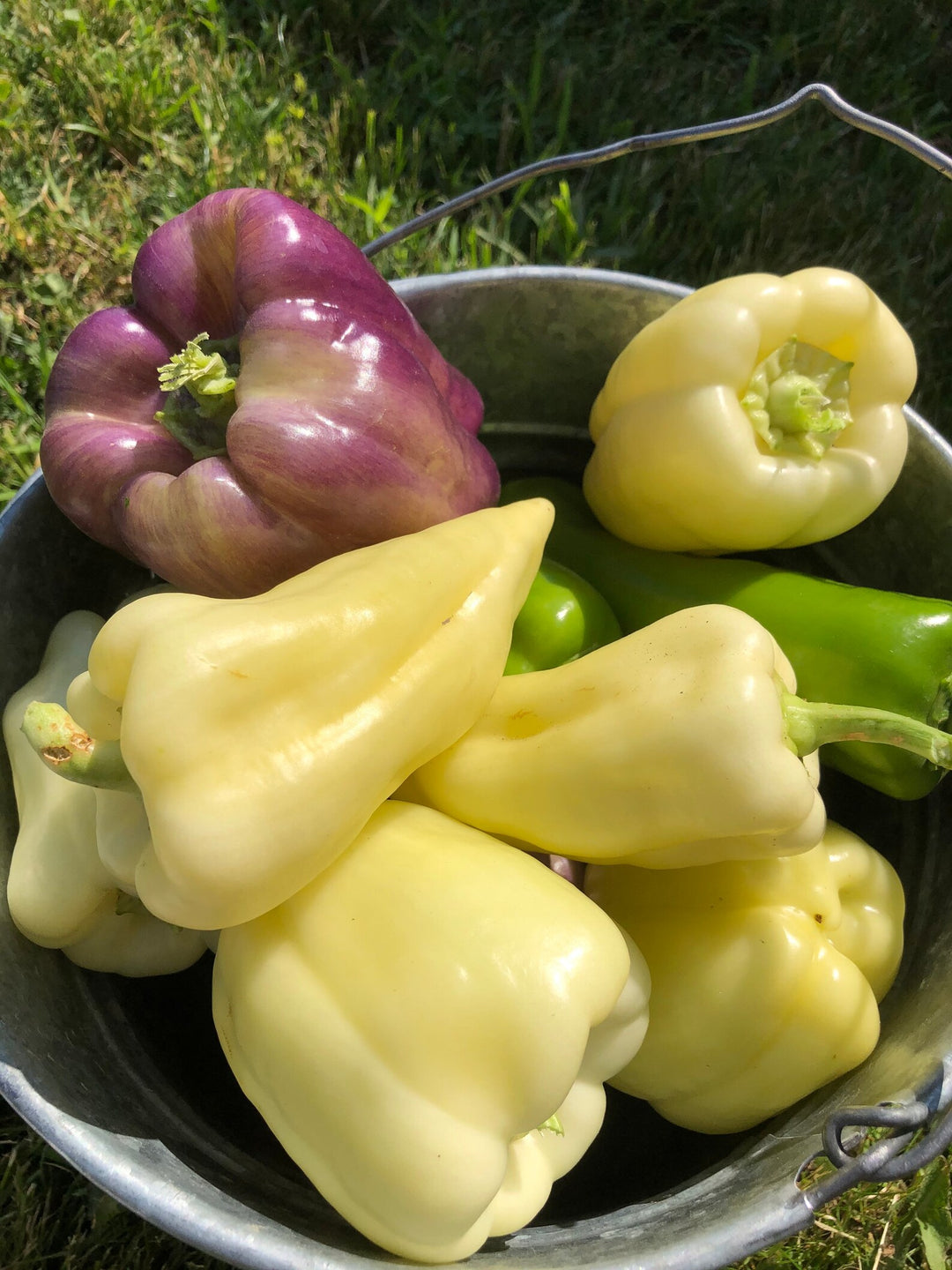 Pfeffer Chili Rot Samen – Alte Sorte, gentechnikfrei, hohe Keimfähigkeit, biologische Gartensamen zum Pflanzen