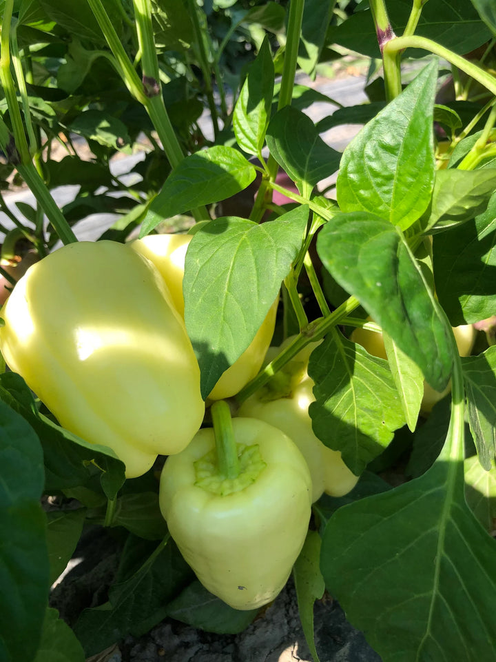 Sweet Sunrise F1 Bell Pepper Seeds for Planting – Premium Non-GMO Garden Vegetable Seeds for Home Gardening