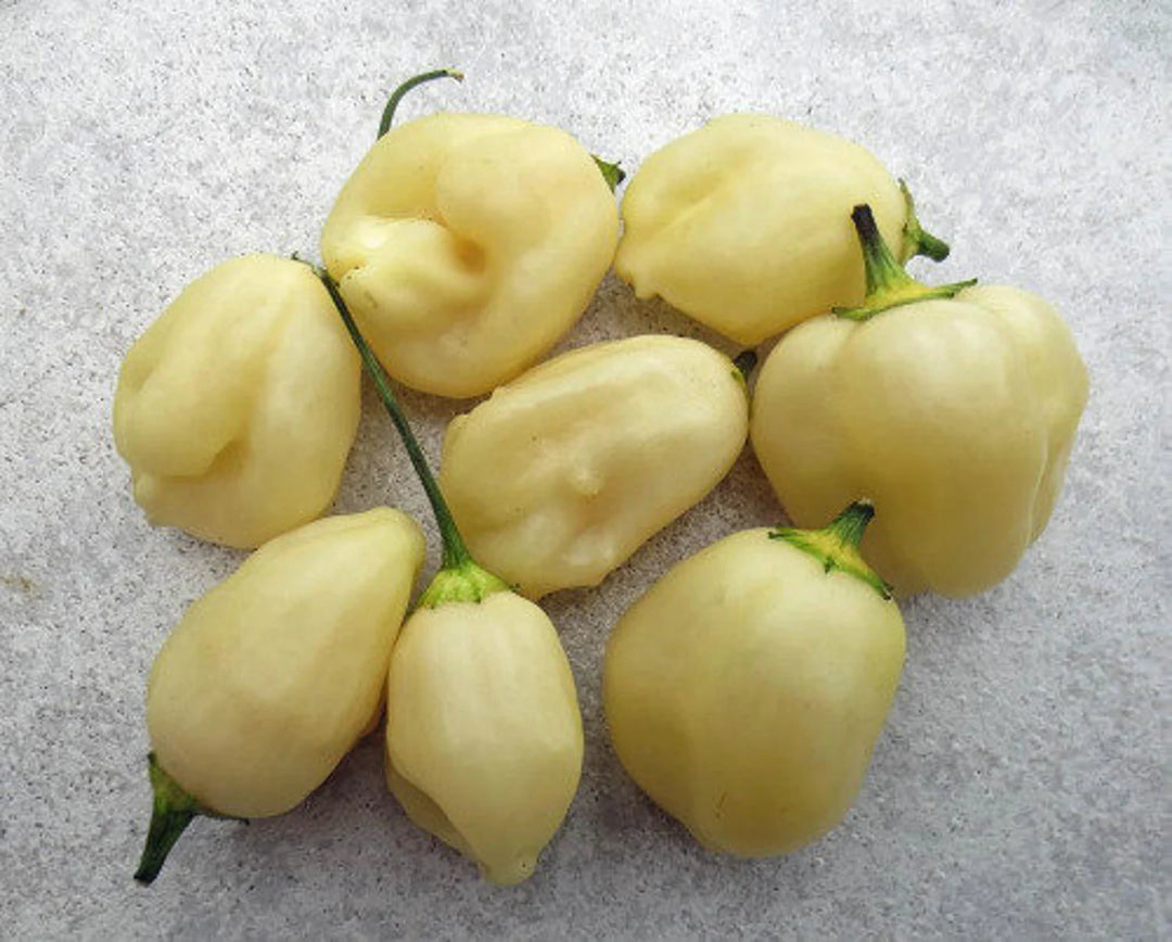 Sugar Rush Cream Pepper vegetable seeds for planting, heirloom non-GMO garden seeds growing naturally in a home vegetable garden