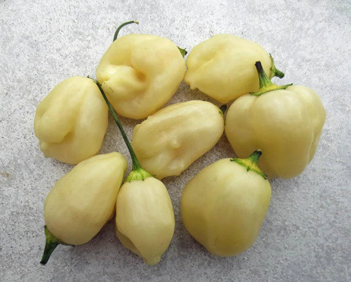 Sugar Rush Cream Pepper vegetable seeds for planting, heirloom non-GMO garden seeds growing naturally in a home vegetable garden