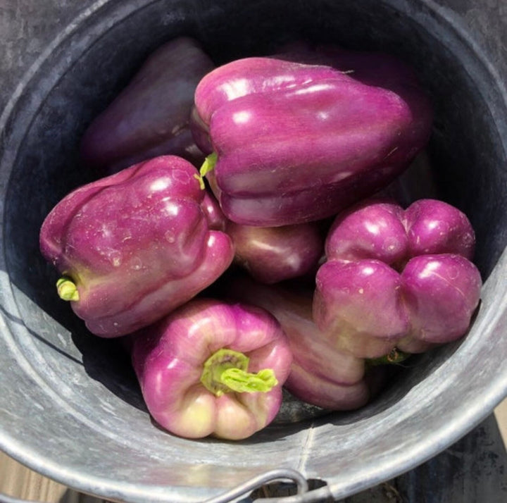 Pfeffer Chili Rot Samen – Alte Sorte, gentechnikfrei, hohe Keimfähigkeit, biologische Gartensamen zum Pflanzen