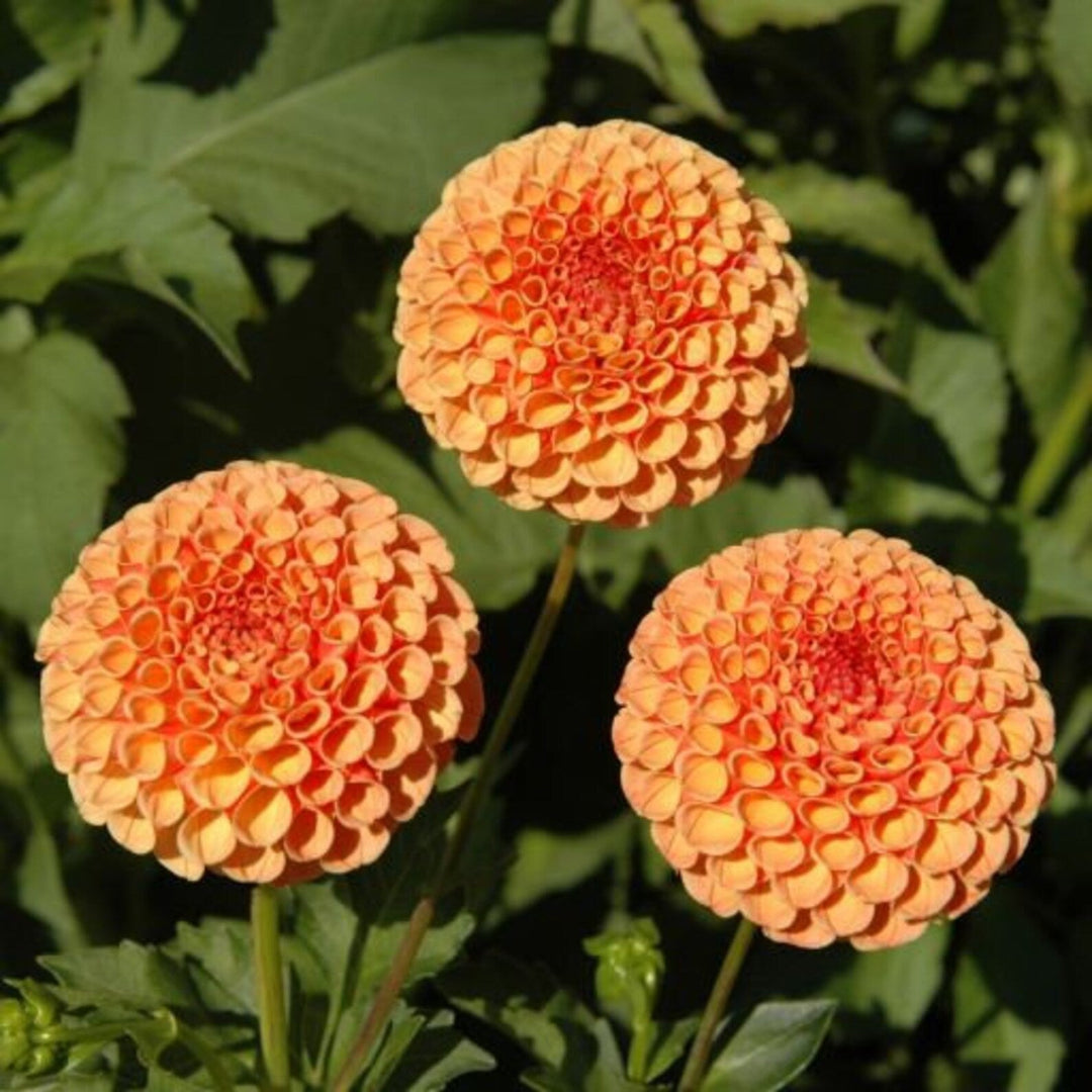 amber queen flower seeds